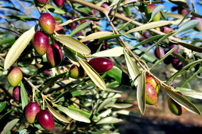 olivenlunden miljobilde hakkede picholine oliven med chili scaled