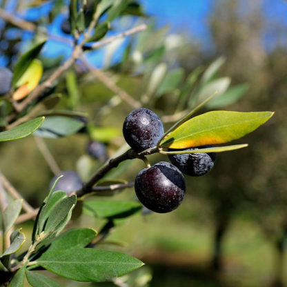 olivenlunden miljobilde sorte tanche oliven